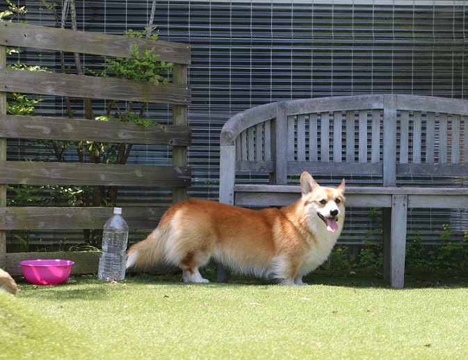 コーギーたちとちょっと変わったドッグラン コーギーブリーダーと探す可愛い子犬たちとの出会い