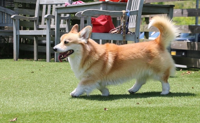 コーギーたちとちょっと変わったドッグラン コーギーブリーダーと探す可愛い子犬たちとの出会い