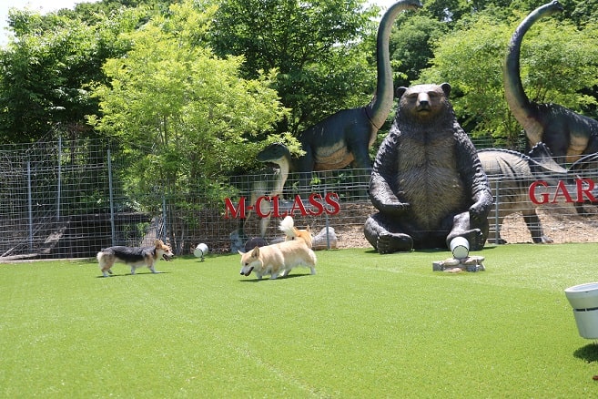 コーギーたちとちょっと変わったドッグラン コーギーブリーダーと探す可愛い子犬たちとの出会い